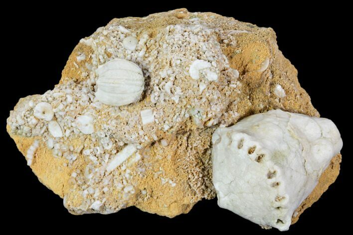 Fossil Crinoid and Blastoid Plate - Missouri #103511